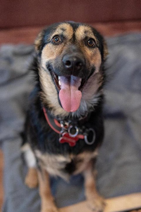 Kastrirana, cjepljena i naučena na kućni red: Šibenske šape traže dom za prekrasnu mladu Neru