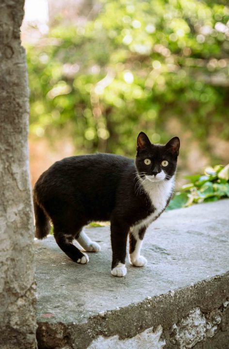 Plišac - život u autentičnom šibenskom kvartu