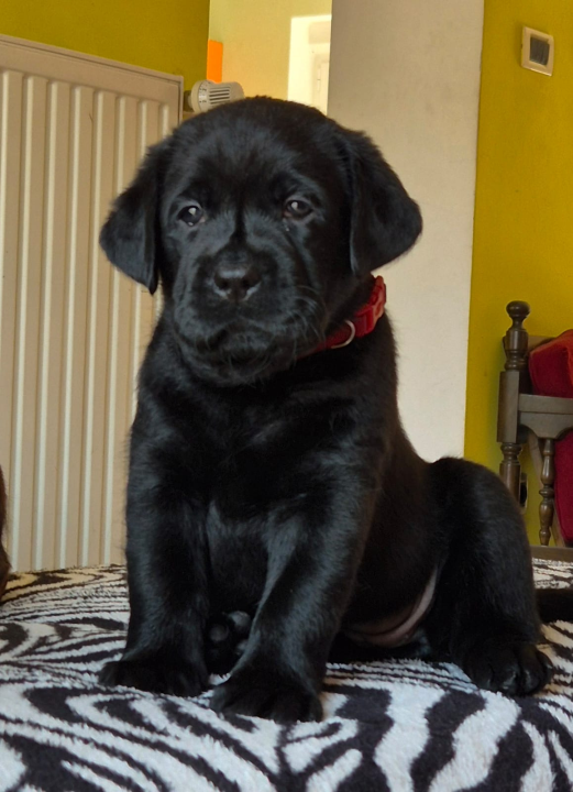 Preslatki štenci labradora spremni za novi dom – iz vrhunskog uzgoja s urednim rodovnicima