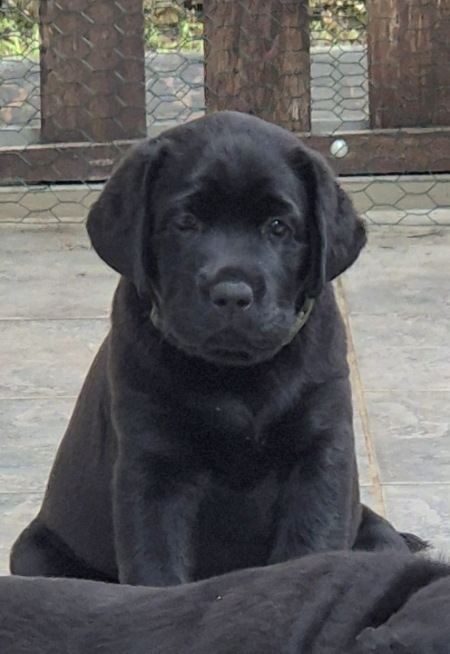 Preslatki štenci labradora spremni za novi dom – iz vrhunskog uzgoja s urednim rodovnicima