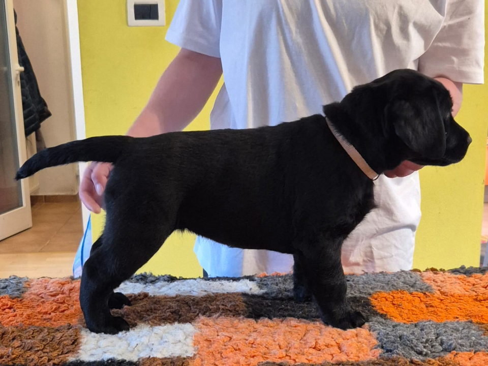 Preslatki štenci labradora spremni za novi dom – iz vrhunskog uzgoja s urednim rodovnicima