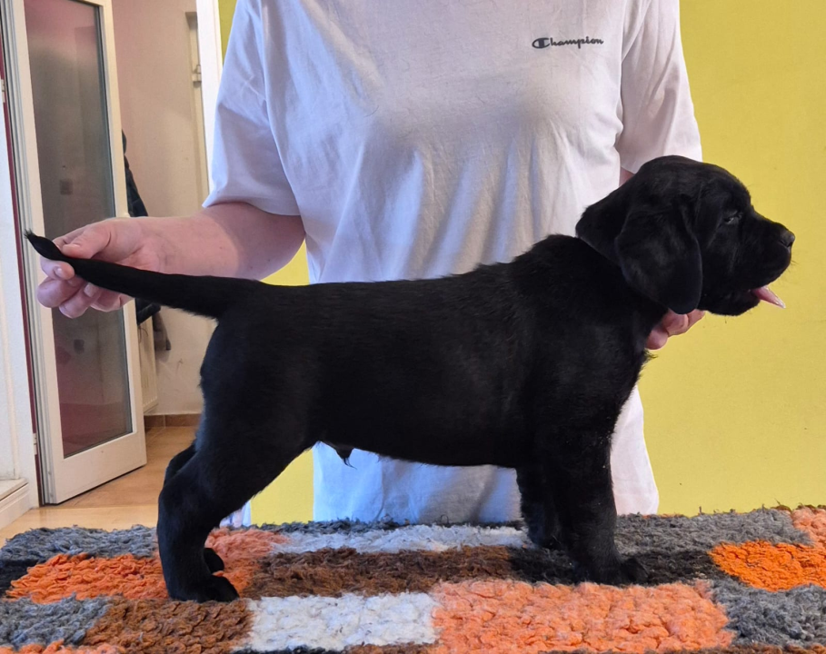 Preslatki štenci labradora spremni za novi dom – iz vrhunskog uzgoja s urednim rodovnicima