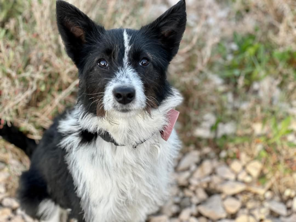 Lucy Lu iz Šibenskih šapa traži dom pun ljubavi – zaslužuje drugu priliku