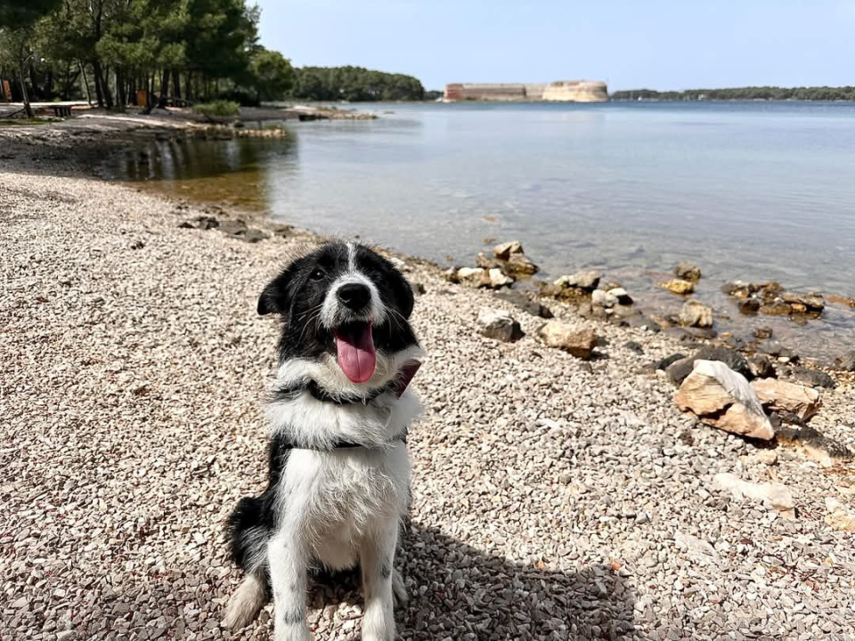 Lucy Lu iz Šibenskih šapa traži dom pun ljubavi – zaslužuje drugu priliku