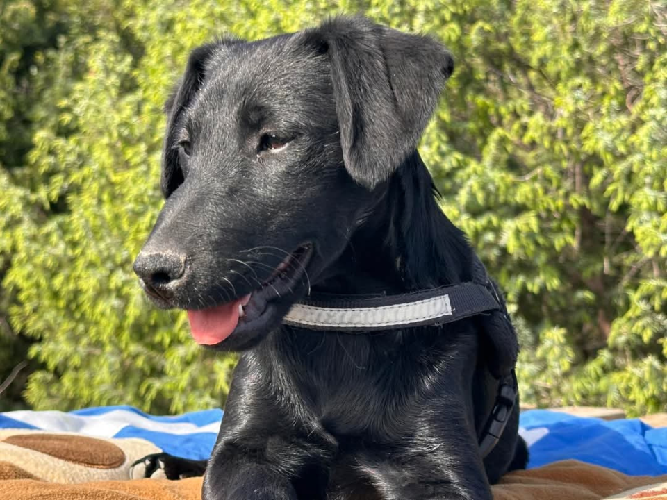 Tri njuškice iz Šibenskih šapa traže svoj zauvijek dom: Upoznajte Kiu, Seija i Ayru