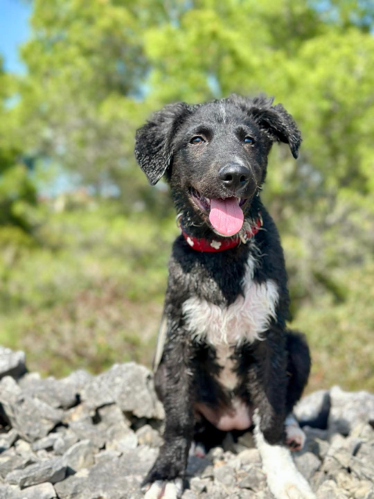 Tri njuškice iz Šibenskih šapa traže svoj zauvijek dom: Upoznajte Kiu, Seija i Ayru