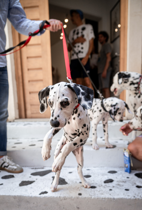 Otvorena Kuća dalmatinskog psa