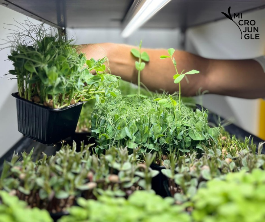 Roko i Anđela na Zlarinu uzgajaju mikrobolje.