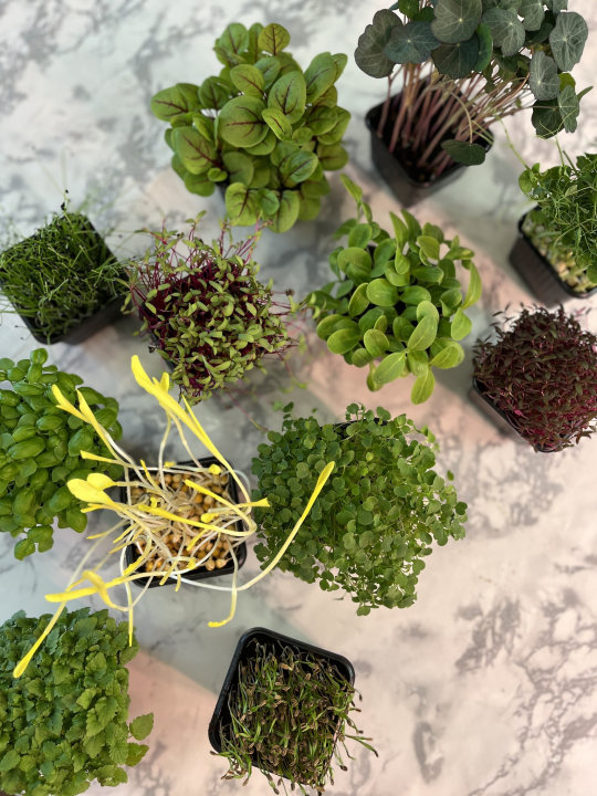 Roko i Anđela na Zlarinu uzgajaju mikrobolje.