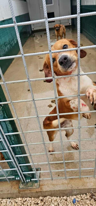 Alarmantno stanje u skloništu šibenskog AS-EKO-a