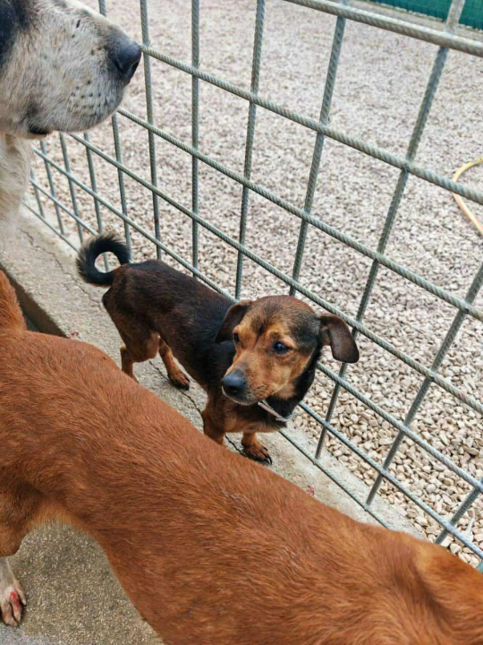 Alarmantno stanje u skloništu šibenskog AS-EKO-a