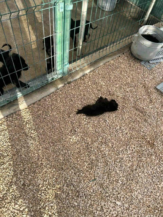 Alarmantno stanje u skloništu šibenskog AS-EKO-a