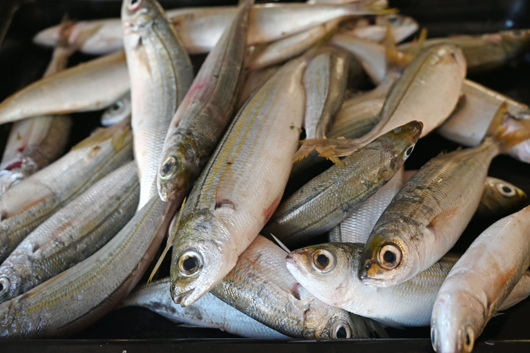 Šibenski bonkulović: Dolačke bugve na gradele