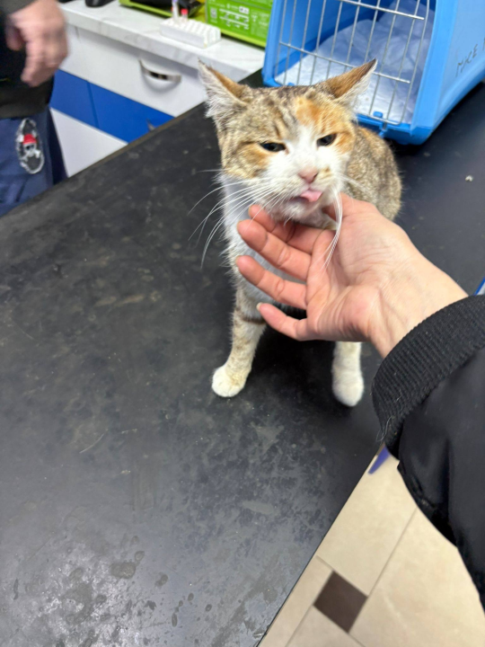 Volonterke pronašle macu u jako lošem stanju na šetnici prema Banju: 'Kako joj ne pokušati pomoći'