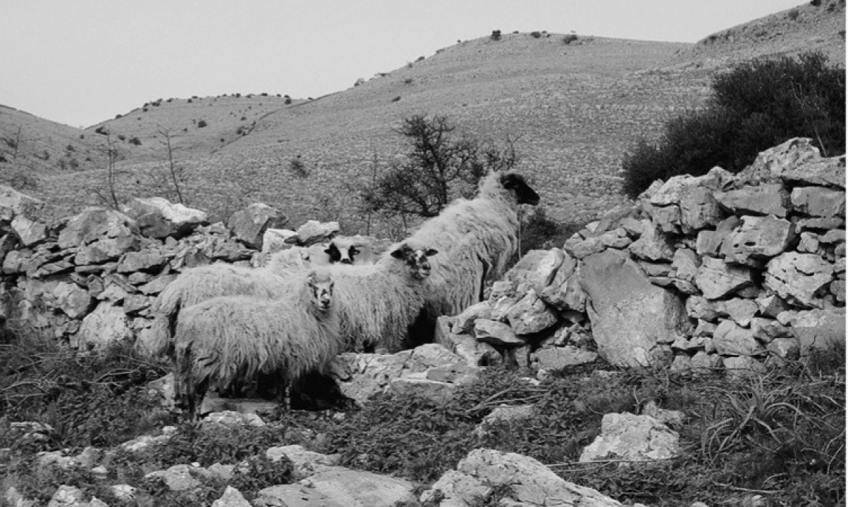 Kornatska priča o stoljetnom opstanku: Ovce, masline i suhozidi