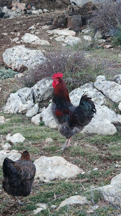Mario je život u gradu zamijenio selom