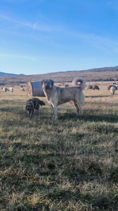 Mario je život u gradu zamijenio selom