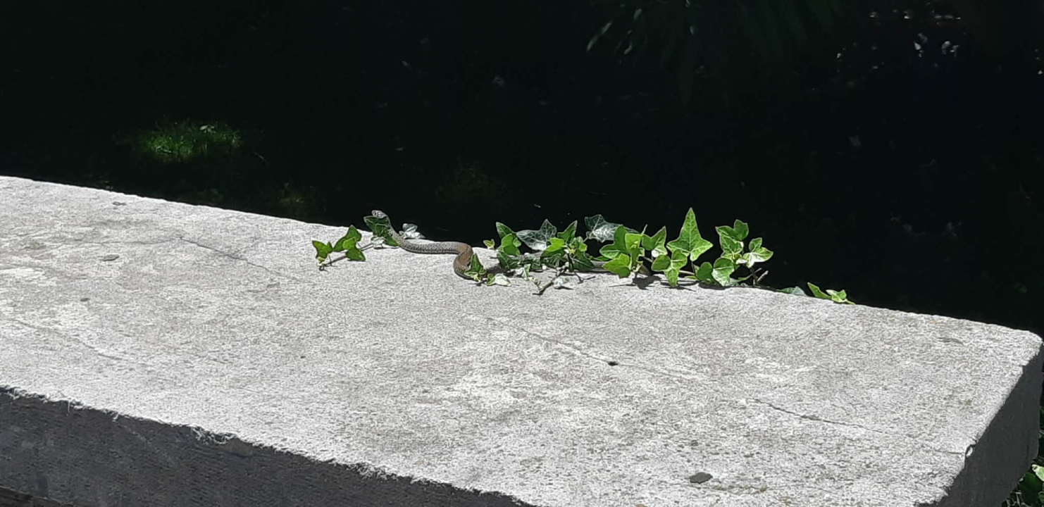 FOTO Jedna je zmija odlučila 'sunčati se' na zidiću u centru Šibenika
