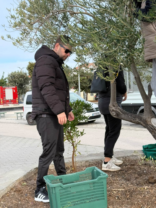 Pirovački školarci zasukali rukave i pridružili se berbi maslina na rivi