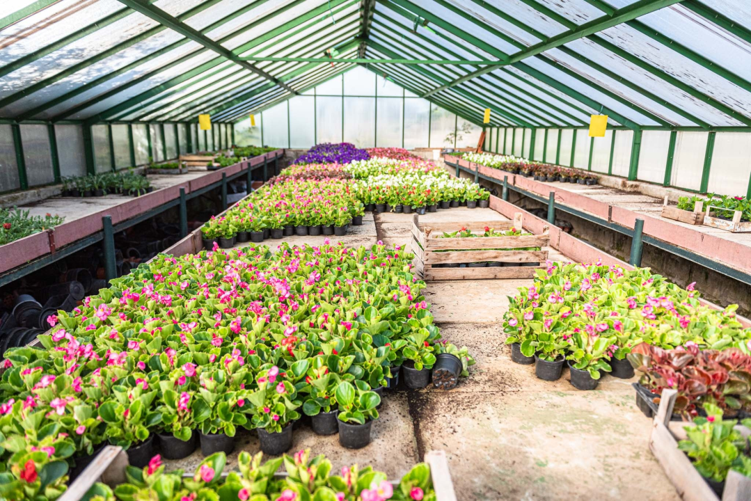 Zeleni grad pripremio dvije tisuće sadnica koje će podijeliti građanima: pelargonije, petunije, vodenike, gazanije…