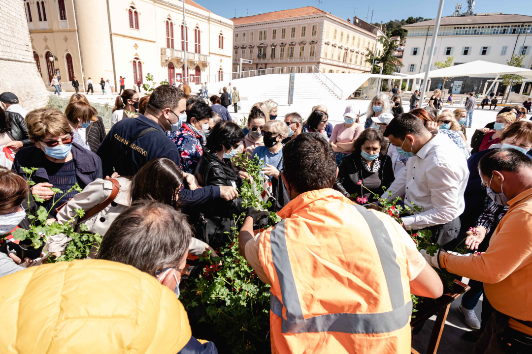 Umirovljenički stampedo za sadnice đirana na Poljani: ‘Gužva je veća za cvijeće nego za cijepljenje’