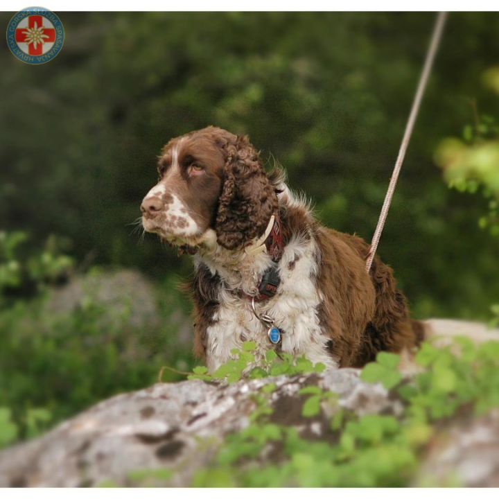 Uginula je Aki, potražni pas GSS-a: U svojoj je karijeri pronašla četvero ljudi, a uz Vodičanku Blanku Lučić bila je 13 godina