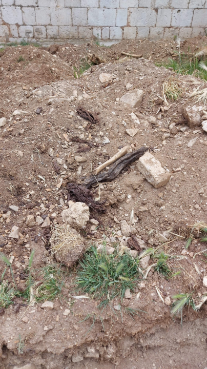 Među ljudskim kostima kod sv. Frane građani šetaju pse: Bager ih prekopao i razbacao po travi