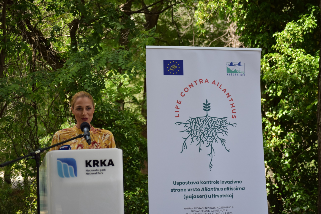 Na Krki traje borba protiv pajasena, strane vrste koja 'guta sve pred sobom': Plan ga je ukloniti iz parka 