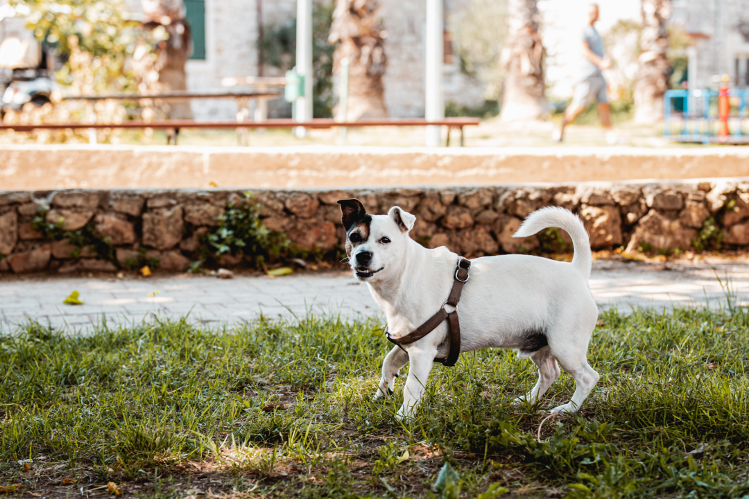 Na Zlarinu vrijeme sporije teče: Ljudi su po kafićima, sunčaju se, rade na brodovima...ključna riječ je 'pomalo'!