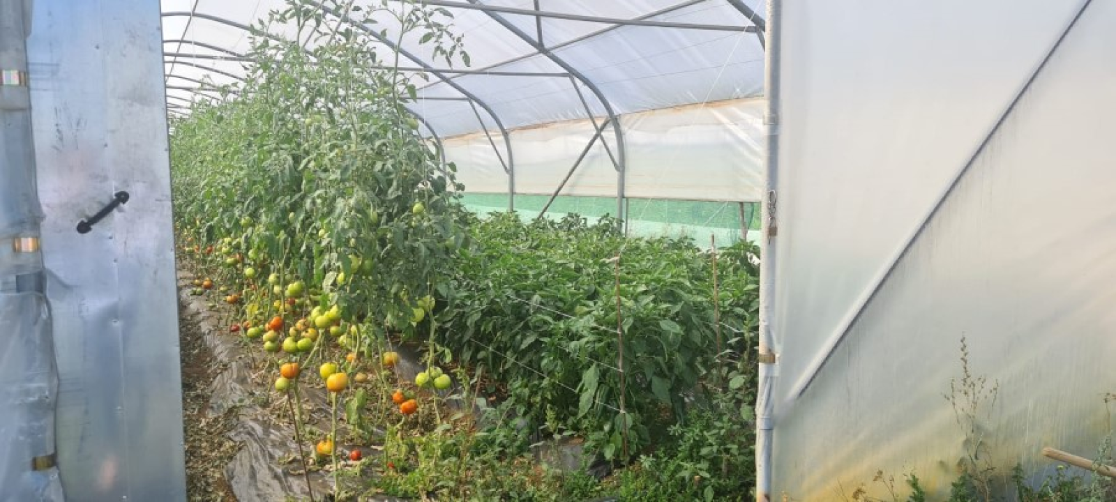 Župan Marko Jelić obišao poljoprivrednike u Biskupiji, Erveniku i Kistanjama 