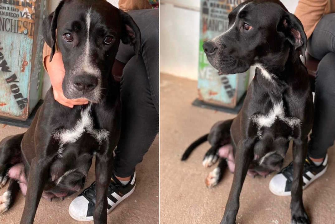 Traži se dom za mješanku koja je dolutala u Zaton: 'Velika maza i dobra duša koja je osjetila ljudsku zlobu'