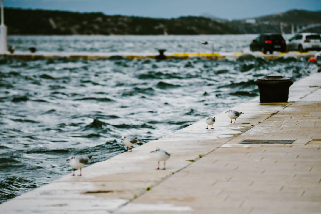 Jako jugo smeta svima: Labudovi se prebacili na rivu, nema odmora na uzburkanom moru 