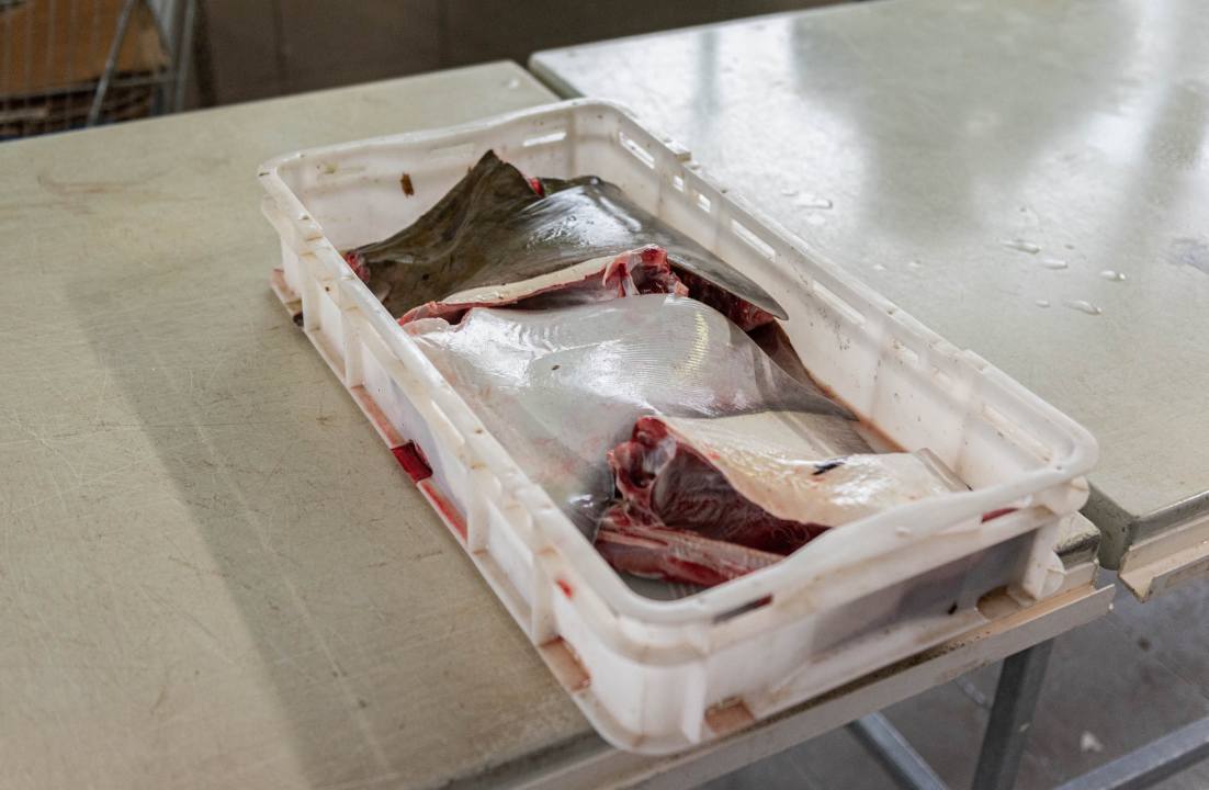 Ponuda ribe na peškariji u skladu s tmurnim danom: Ipak, za 50 kuna može se kupiti pet kila ribe, a ima i štriguna