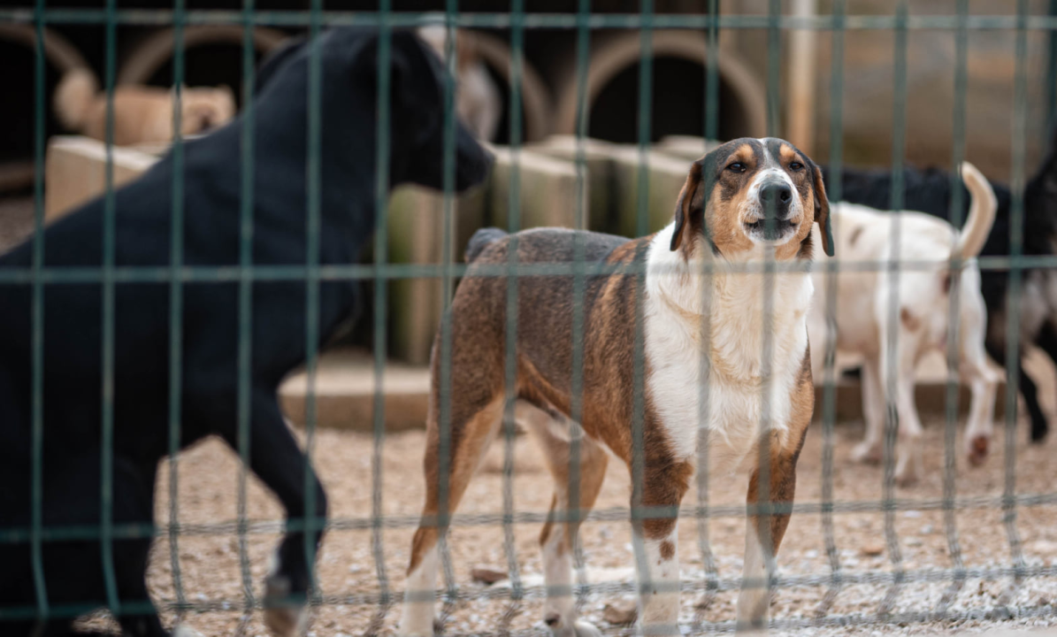 Reportaža iz As-Eka:  Malik, Mrva, Lisac, Stela... i oni bi s nekim ušli u Novu godinu!