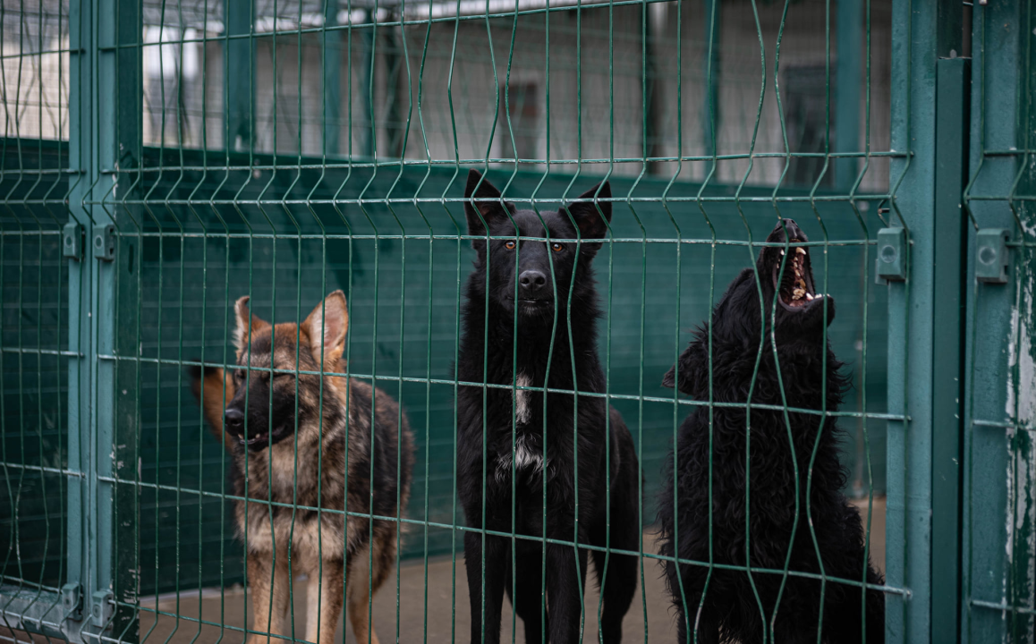 Reportaža iz As-Eka:  Malik, Mrva, Lisac, Stela... i oni bi s nekim ušli u Novu godinu!