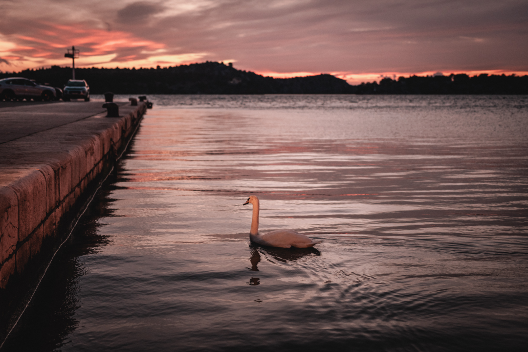 Kad jugo okrene na buru prije zalaska dobijemo savršene boje i labuda koji pozira