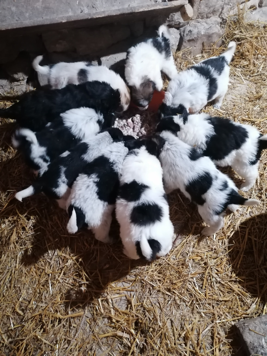Kninska udruga Berta pred zidom: U samo jednom danu 19 odbačenih štenaca koje sad treba othraniti