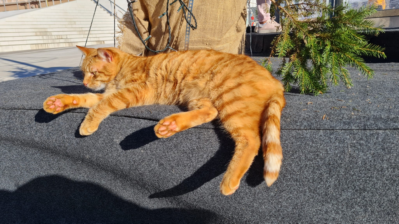 Debeljuškasti mačak ne zna da klizalište na kojem se udomaćio odlazi za par dana: Hrani li ga netko zimi ili mu je potreban novi dom?