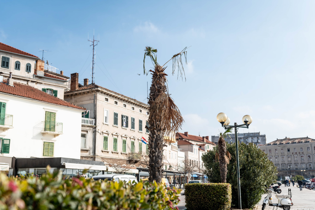 Zeznuti azijski kukac presudio palmama na šibenskoj rivi: Nakon što se postavi nova rasvjeta, stiže dvadesetak novih stabala