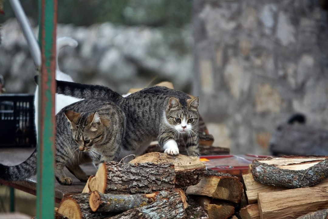 U selu kod Šibenika preminuo vlasnik umiljatog psa i devet maca: Životinje ostale bez ikoga, traže se novi domovi