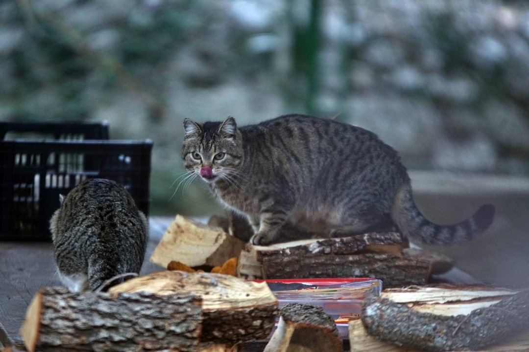 U selu kod Šibenika preminuo vlasnik umiljatog psa i devet maca: Životinje ostale bez ikoga, traže se novi domovi