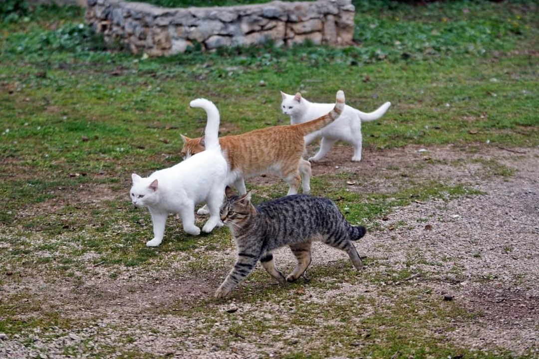 U selu kod Šibenika preminuo vlasnik umiljatog psa i devet maca: Životinje ostale bez ikoga, traže se novi domovi