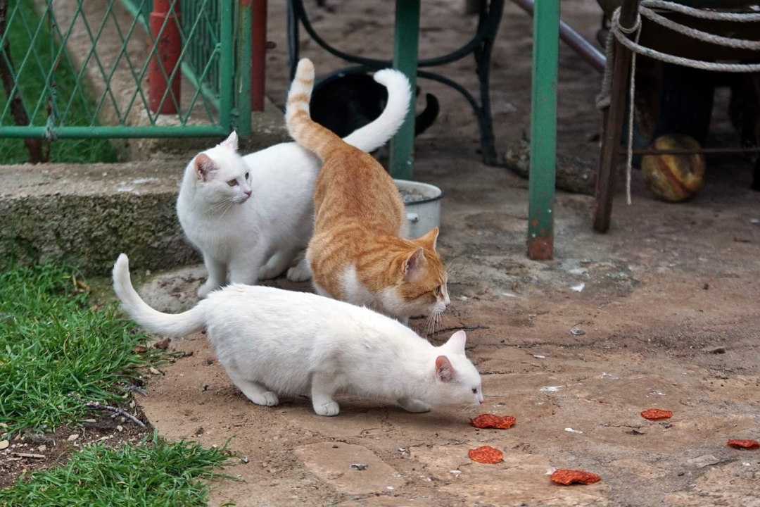 U selu kod Šibenika preminuo vlasnik umiljatog psa i devet maca: Životinje ostale bez ikoga, traže se novi domovi