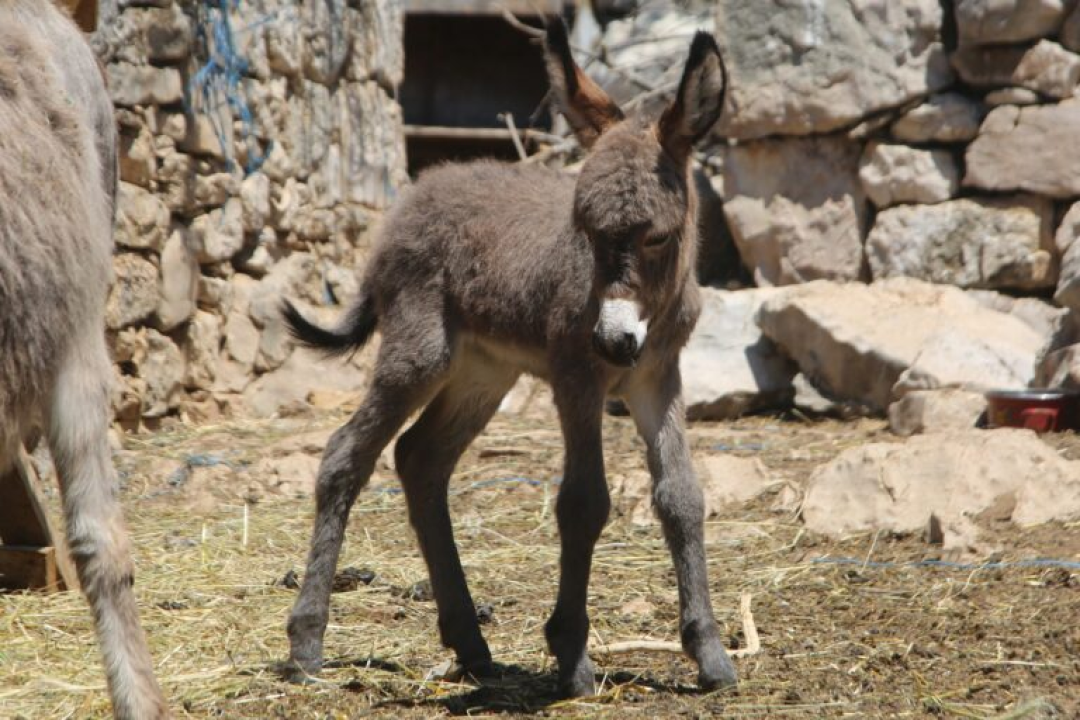 Slavni Miško dobio prvo unuče: Đurđa je oždrijebila Cvitu