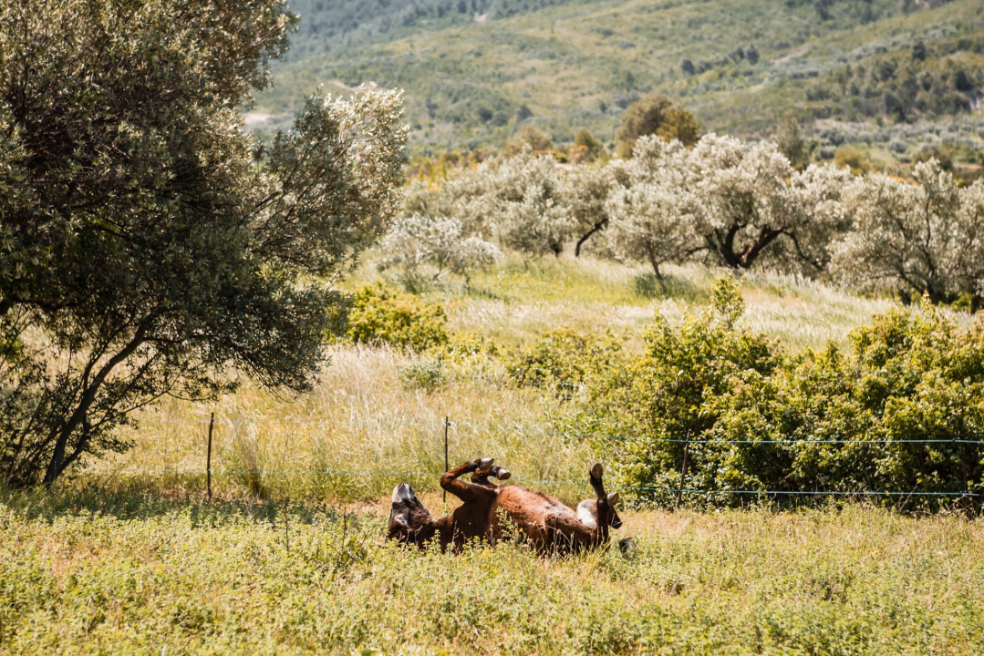 Ante Dujić prvog magarca kupio je kao ljubimca, a danas u Ićevu ima farmu i uhodan posao 