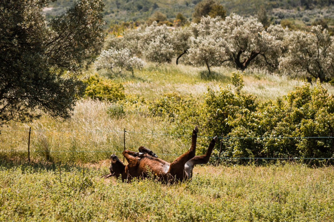 Ante Dujić prvog magarca kupio je kao ljubimca, a danas u Ićevu ima farmu i uhodan posao 
