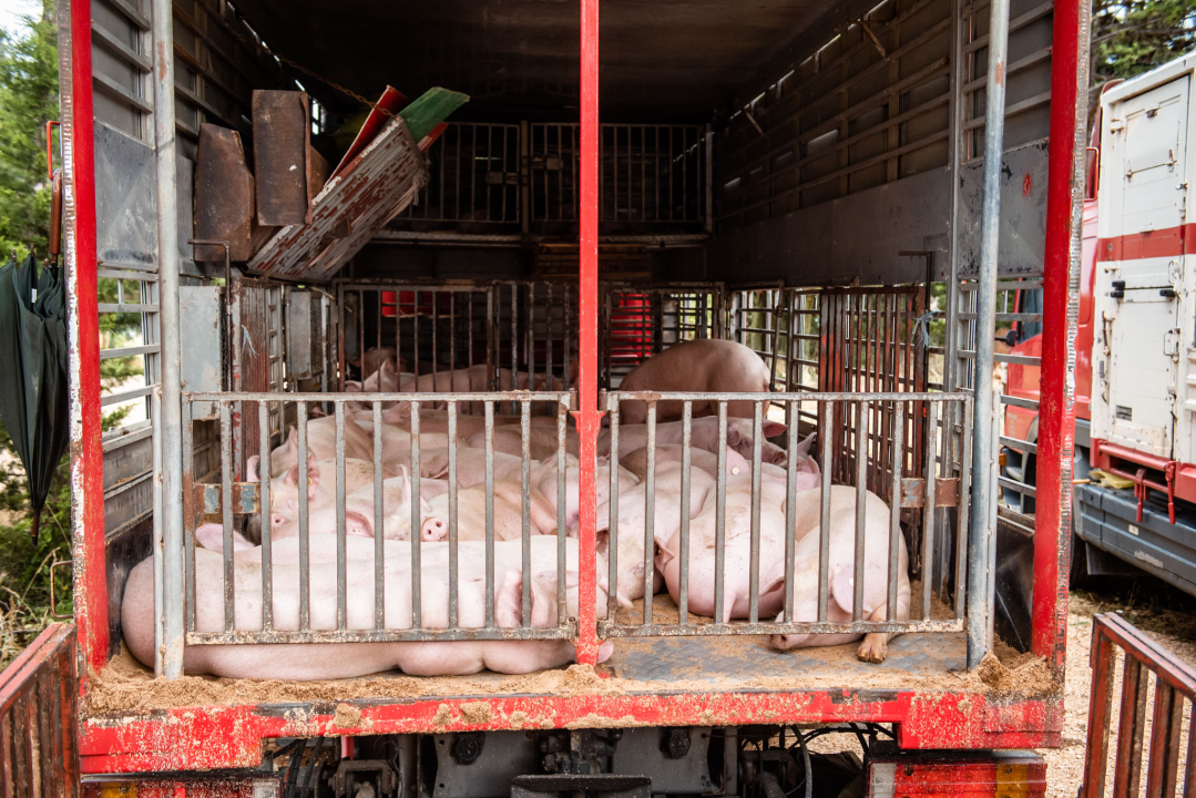 Bili smo na Benkovačkom sajmu: Najtraženija 'roba' su CD-evi Thompsona i Bulića, a za prasetinu se čeka red