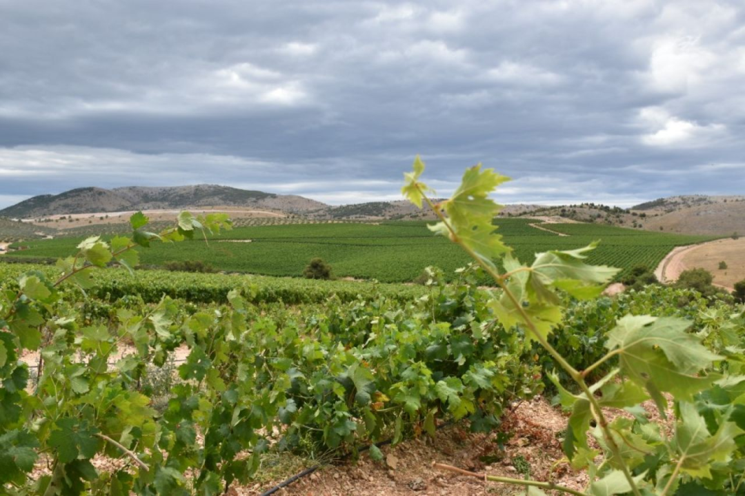Jelić obišao radove na sustavu navodnjavanja Donje polje- Jadrtovac