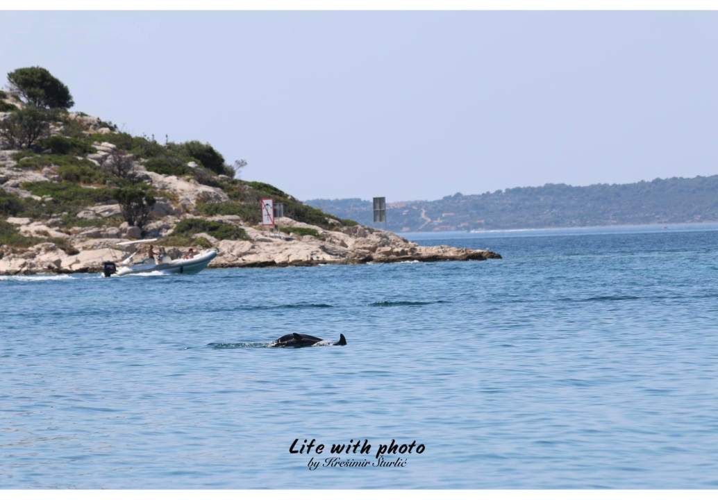 Dva razigrana dupina pojavila se ispred Tribunja