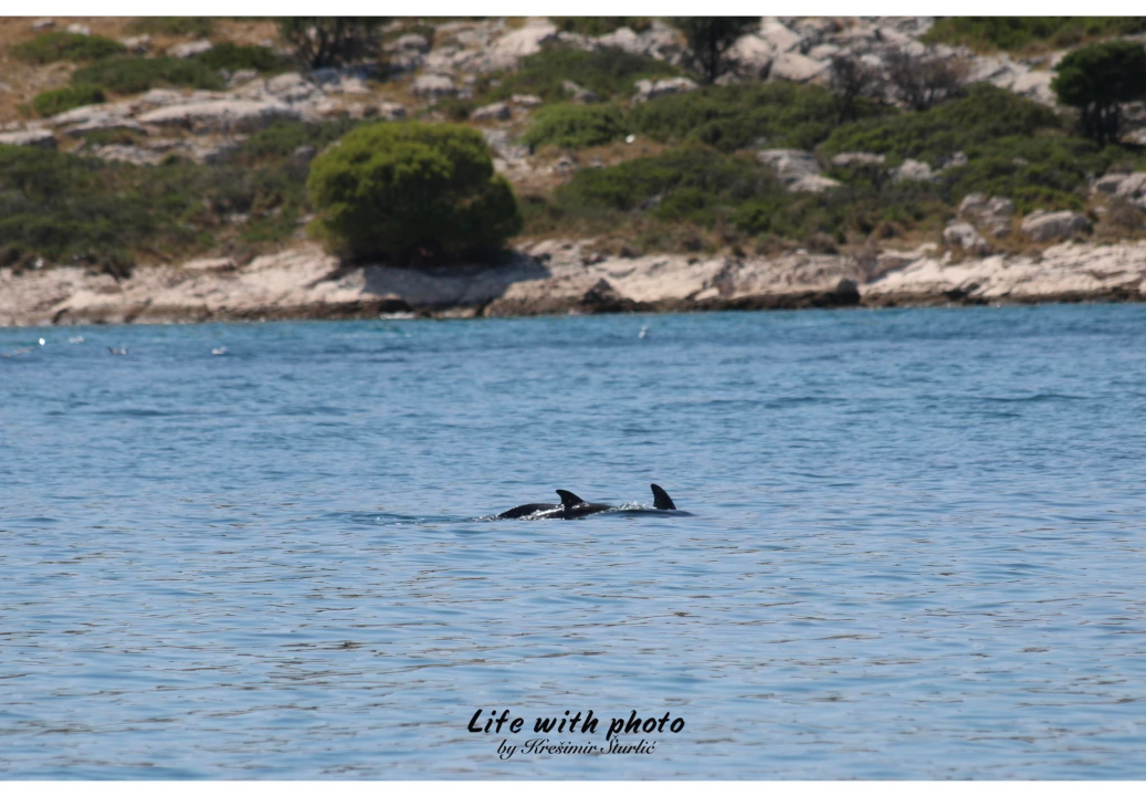 Dva razigrana dupina pojavila se ispred Tribunja